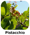 Pistacchio